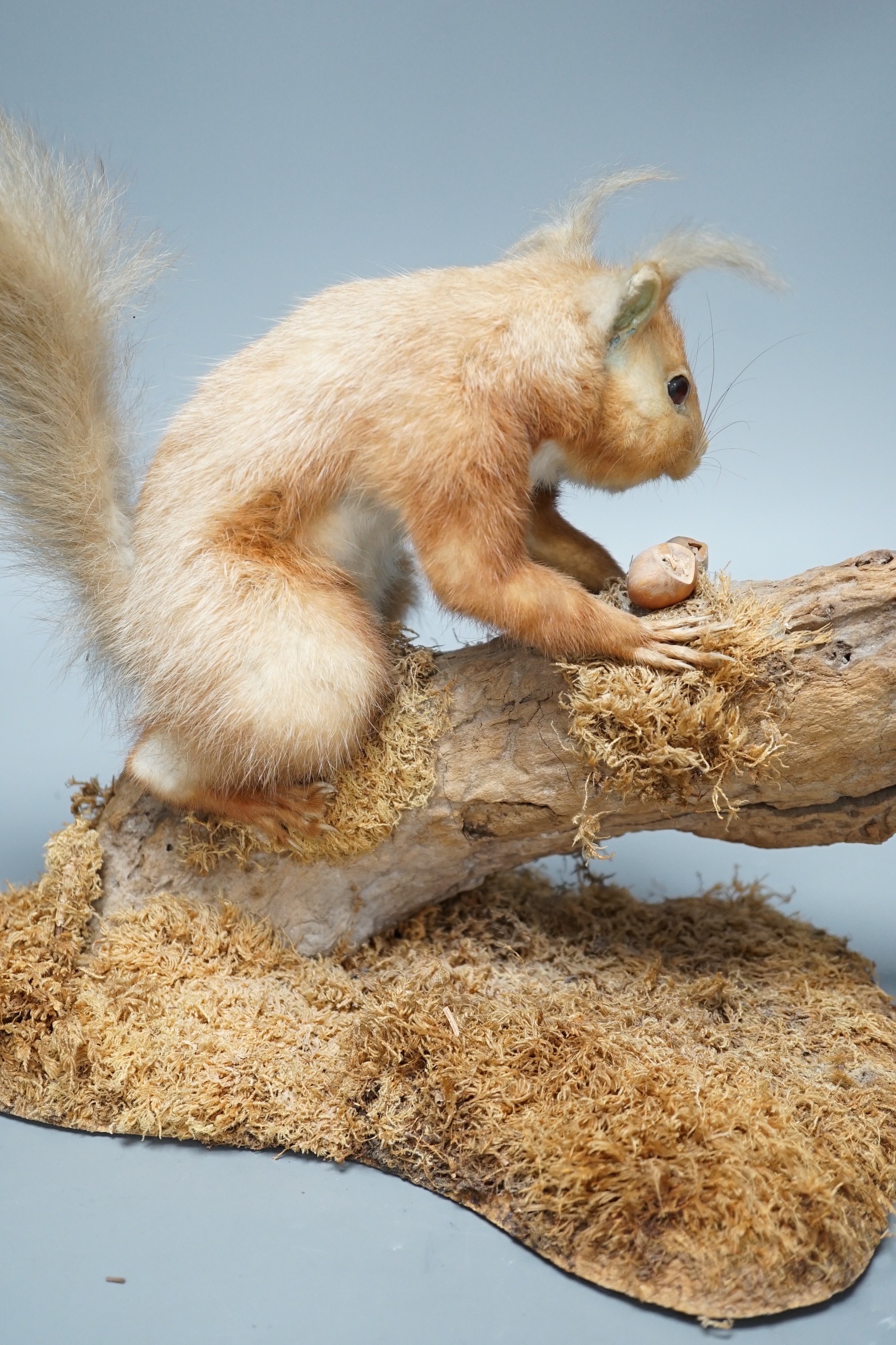 A taxidermic red squirrel and two cased exotic butterflies